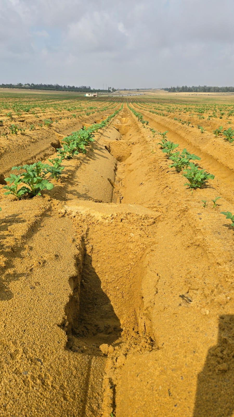 Farm 2