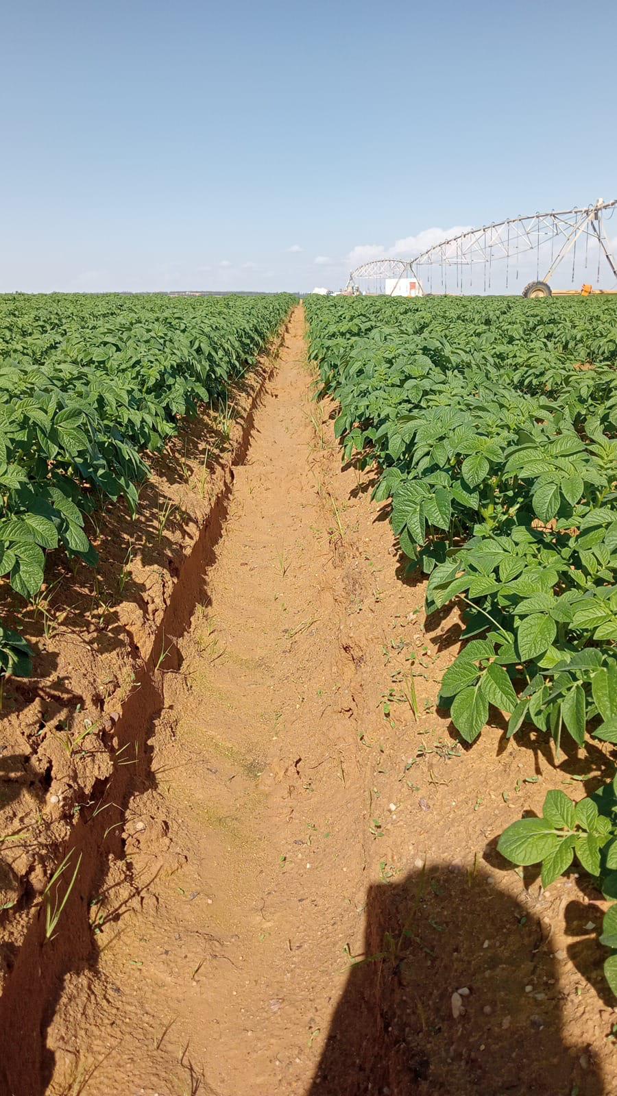 Farm 6