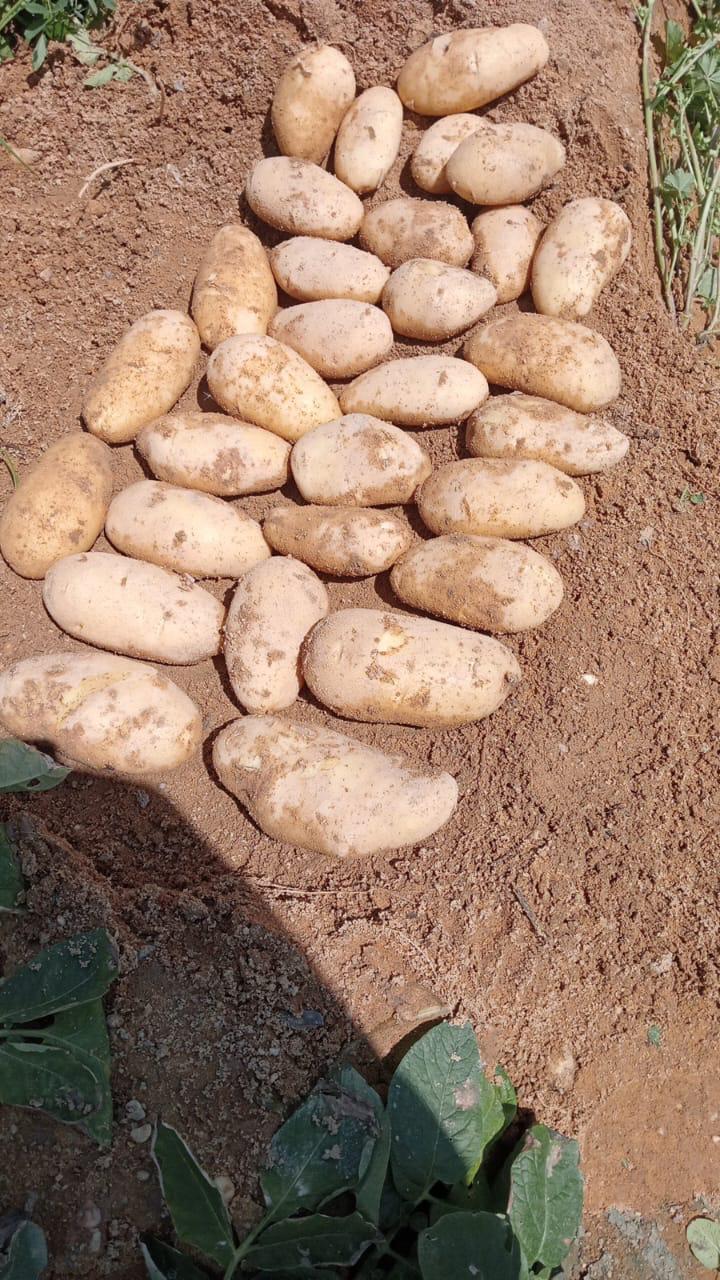 Farm 6