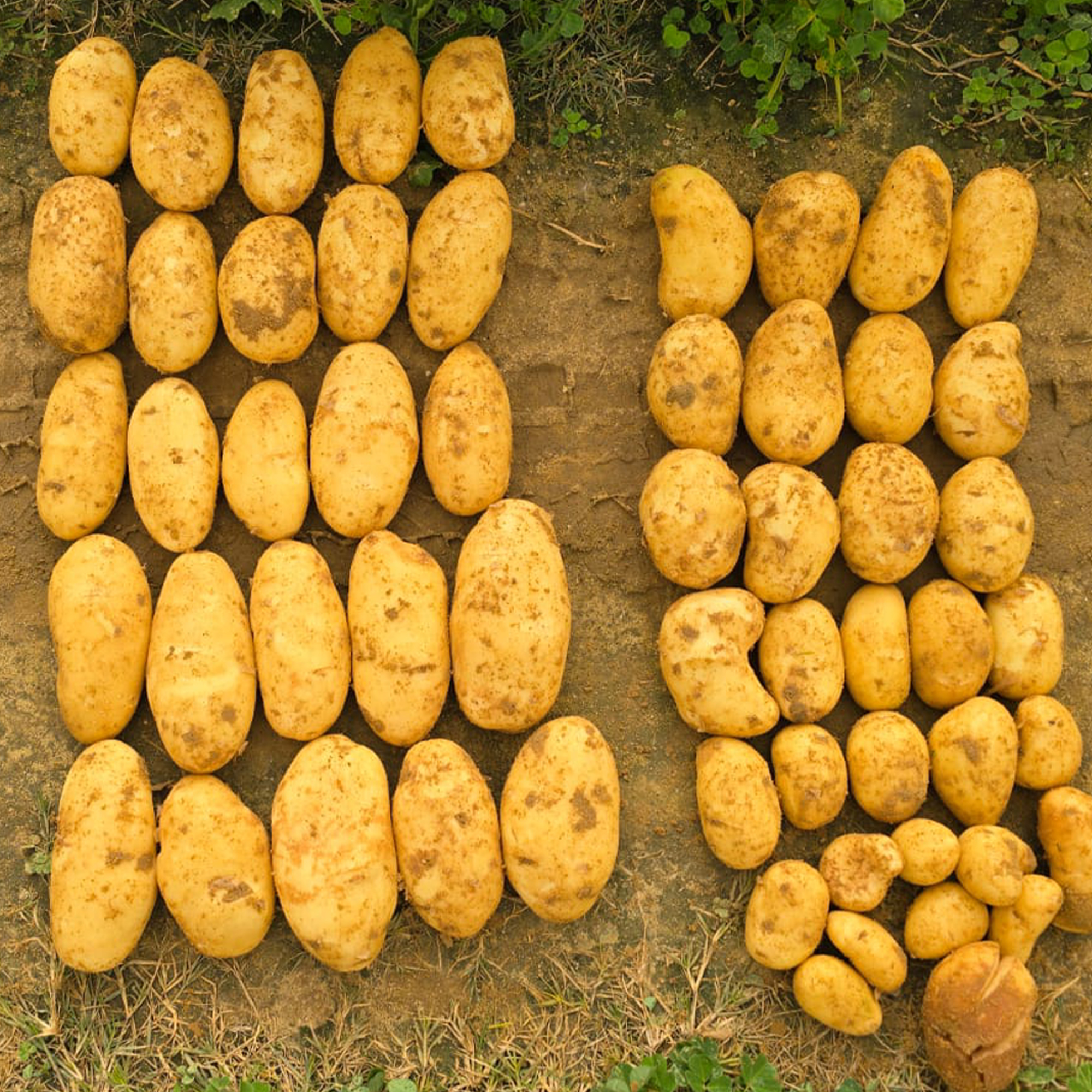Potatoes