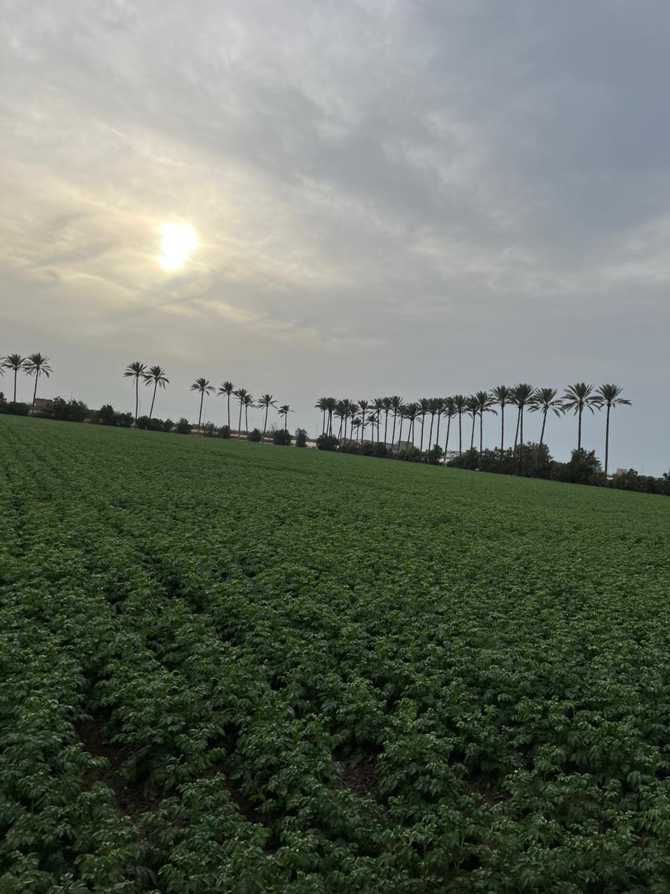 Farm 6